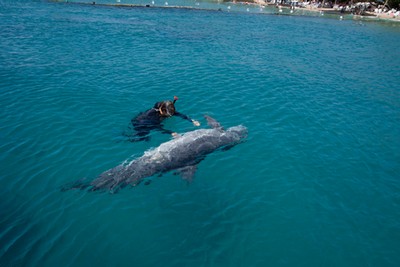 Nadando con delfines Eilat