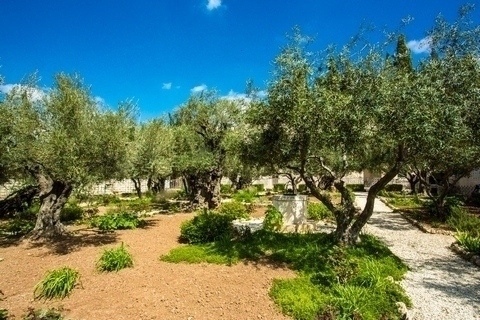 Jardines de Getsemaní